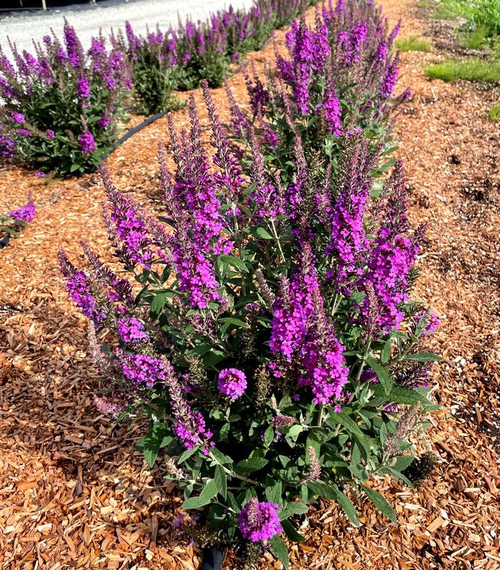 Buddleia x Birthday Cake™
