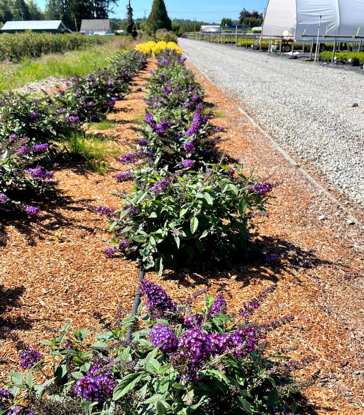 Buddleia x Blueberry Pie™