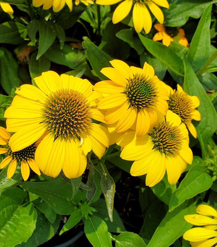 Echinacea x Artisan™ Yellow Ombre