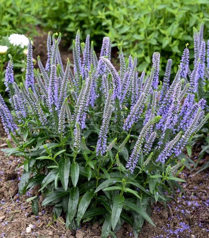 Veronica x Magic Show® 'Ever After'