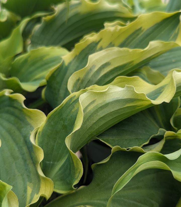 Hosta x Shadowland® 'Voices in the Wind'