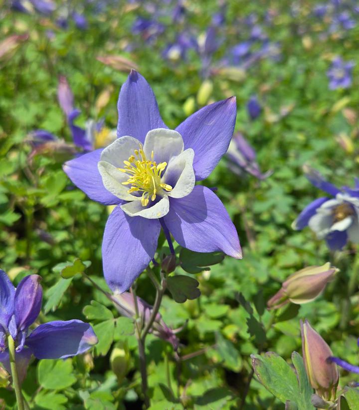 Aquilegia x Earlybird™ Blue White