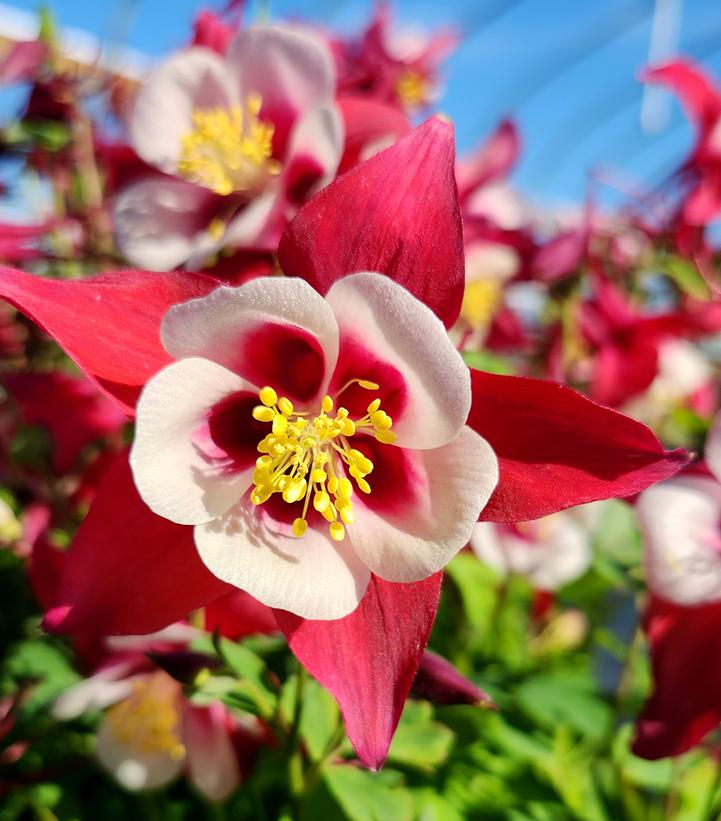 Aquilegia x Earlybird™ Red White