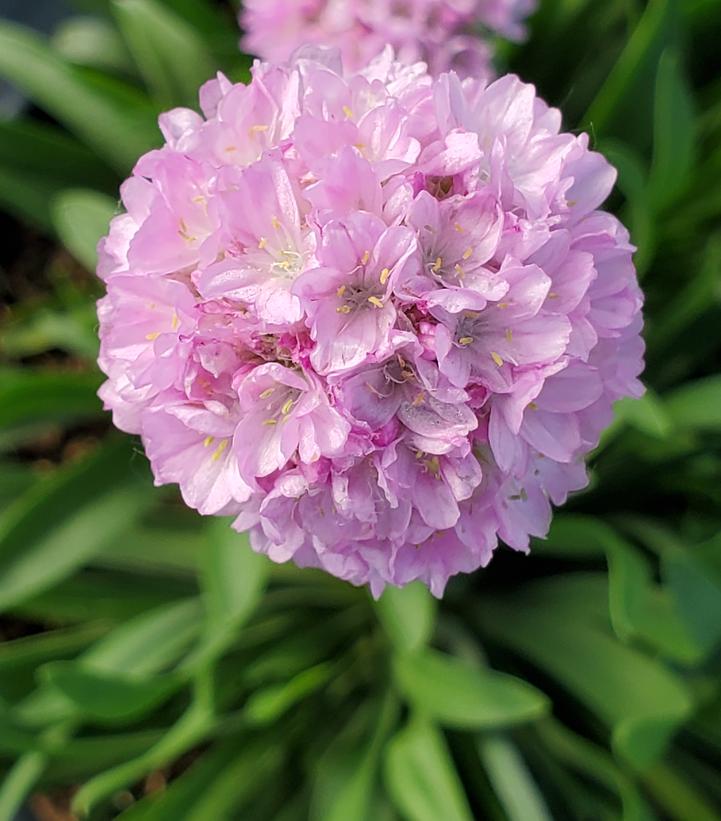 Armeria pseudarmeria Dreameria® Sweet Dreams