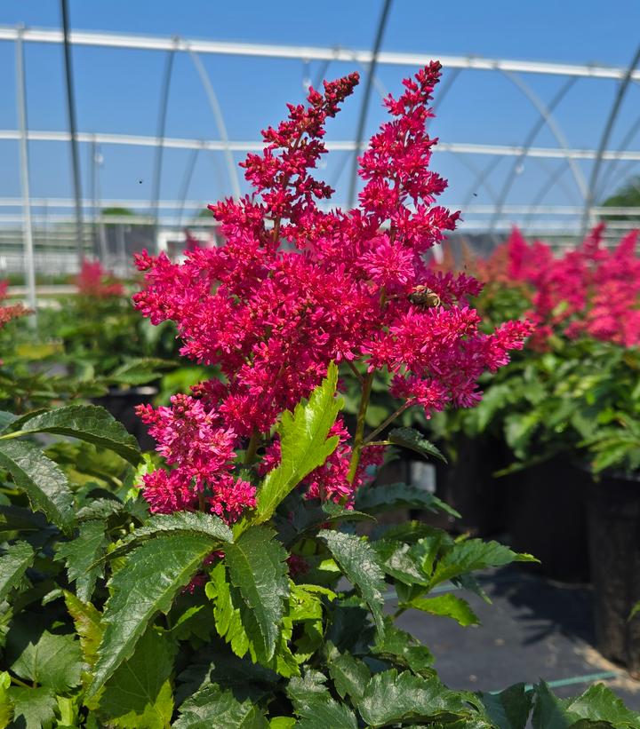 Astilbe x Younique™ 'Ruby Red'