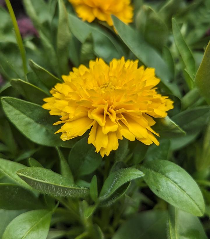 Coreopsis x Solanna™ Golden Sphere