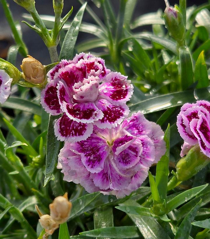 Dianthus plumarius Delilah™ Bicolor Purple