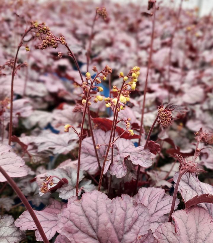 Heuchera x City™ 'Shanghai'