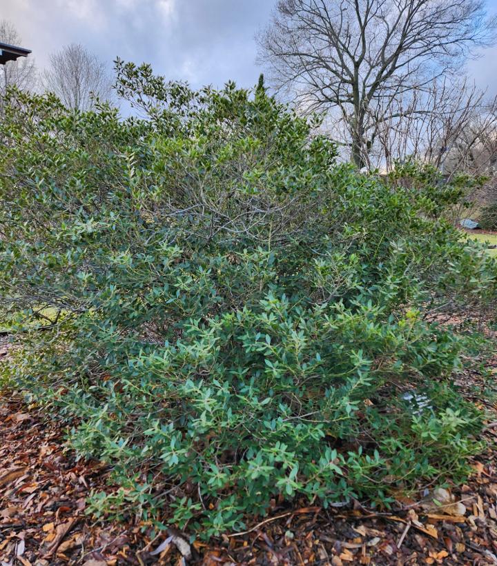 Ilex glabra Forever Emerald™