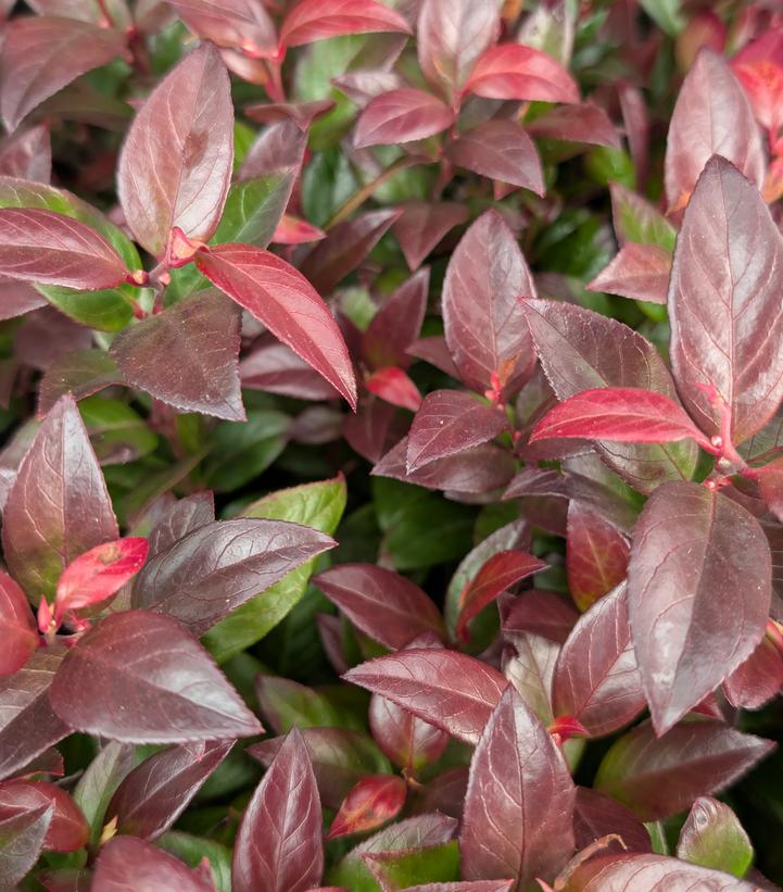 Leucothoe fontanesiana Leafscape™ 'Little Flames'