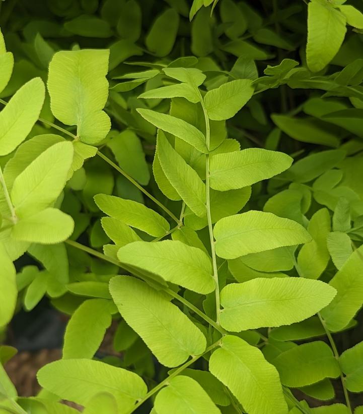 Osmunda regalis 