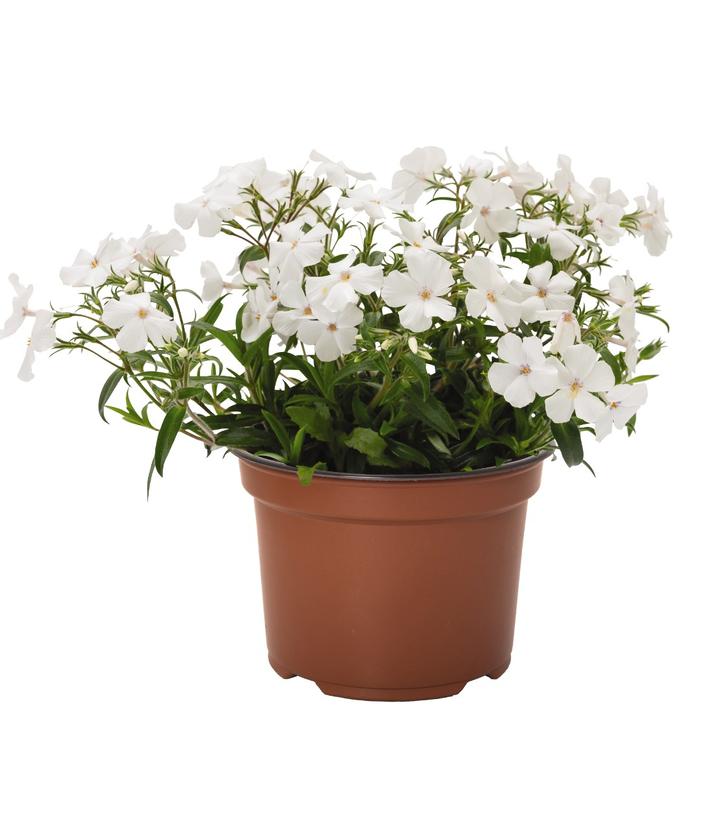 Phlox x Woodlander White