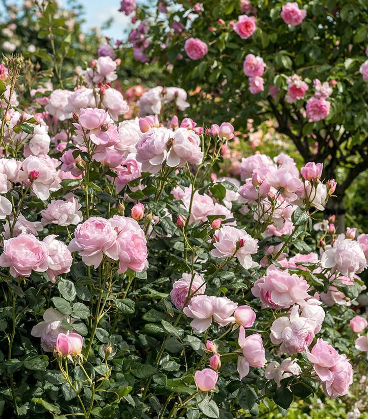 Rosa Scepter'd Isle