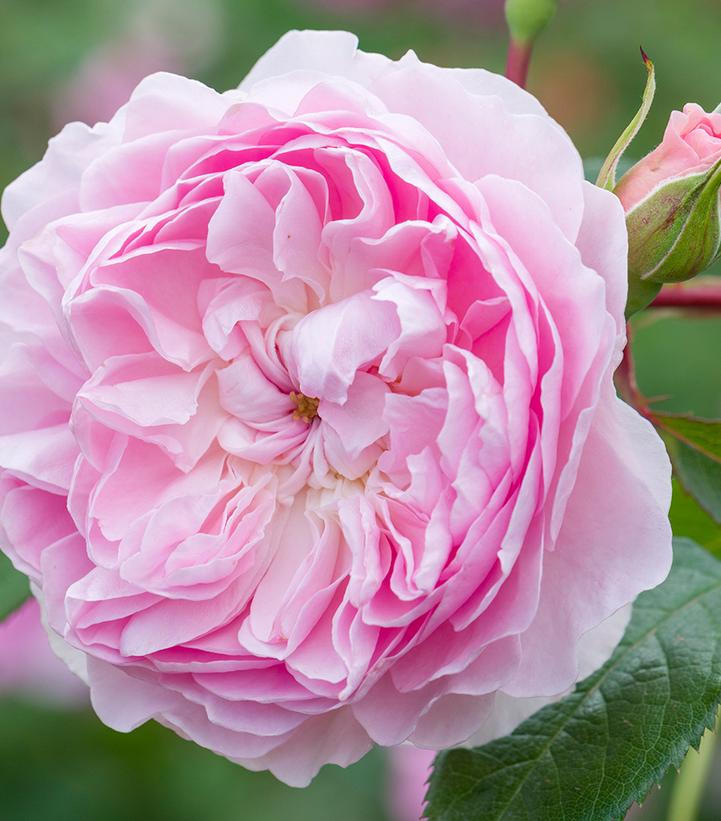 Rosa Silas Marner®