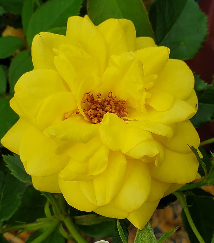 Rosa Easy Elegance® Yellow Brick Road