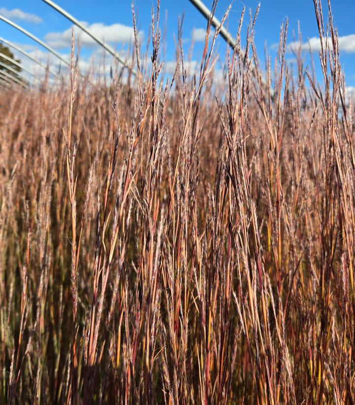 Schizachyrium scoparium 'Ha Ha Tonka'