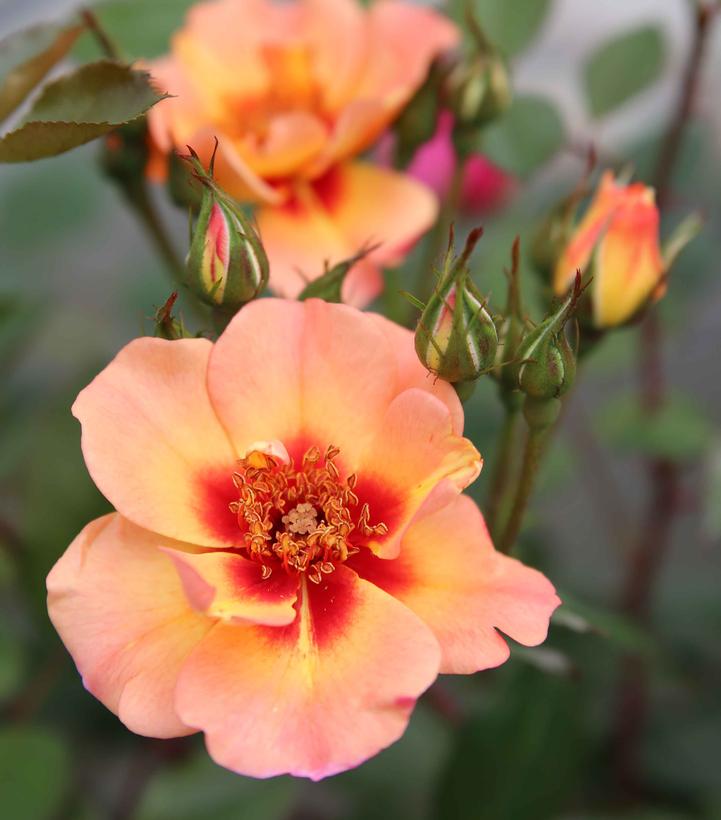 Rosa Flower Carpet® Peach
