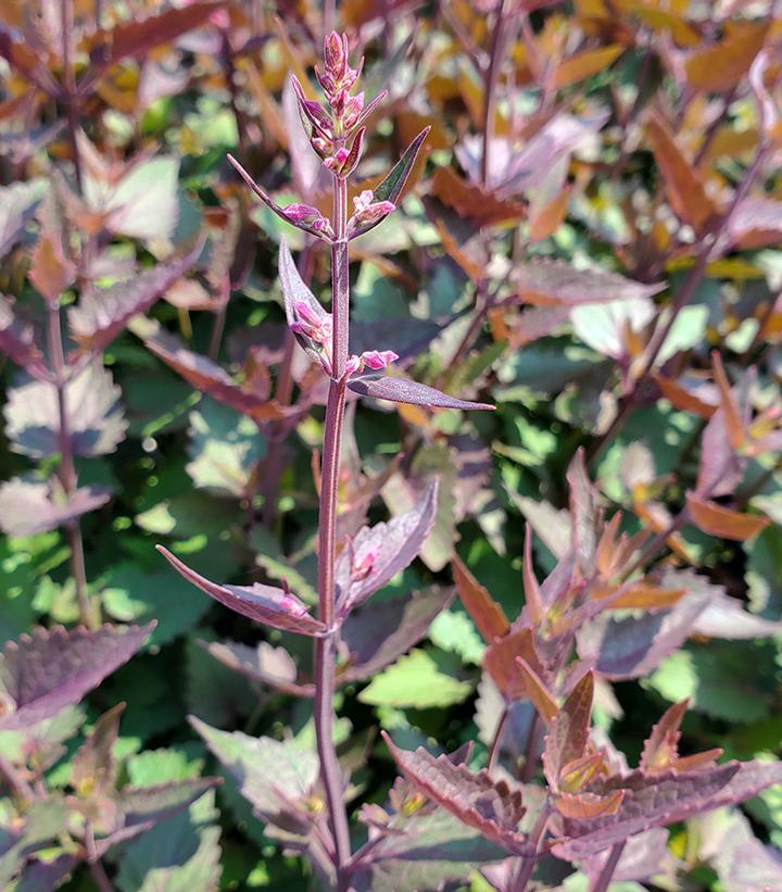 Agastache x Meant to Bee™ 'Royal Raspberry'
