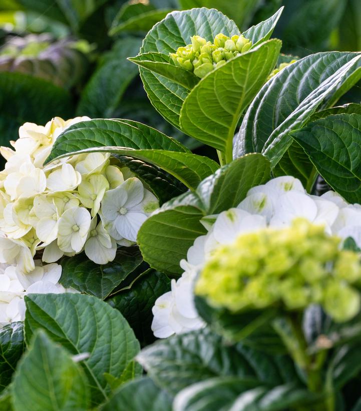 Hydrangea macrophylla Grin and Tonic™