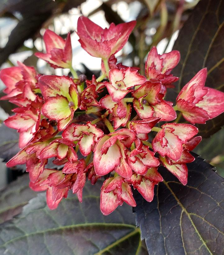 Hydrangea macrophylla Eclipse®