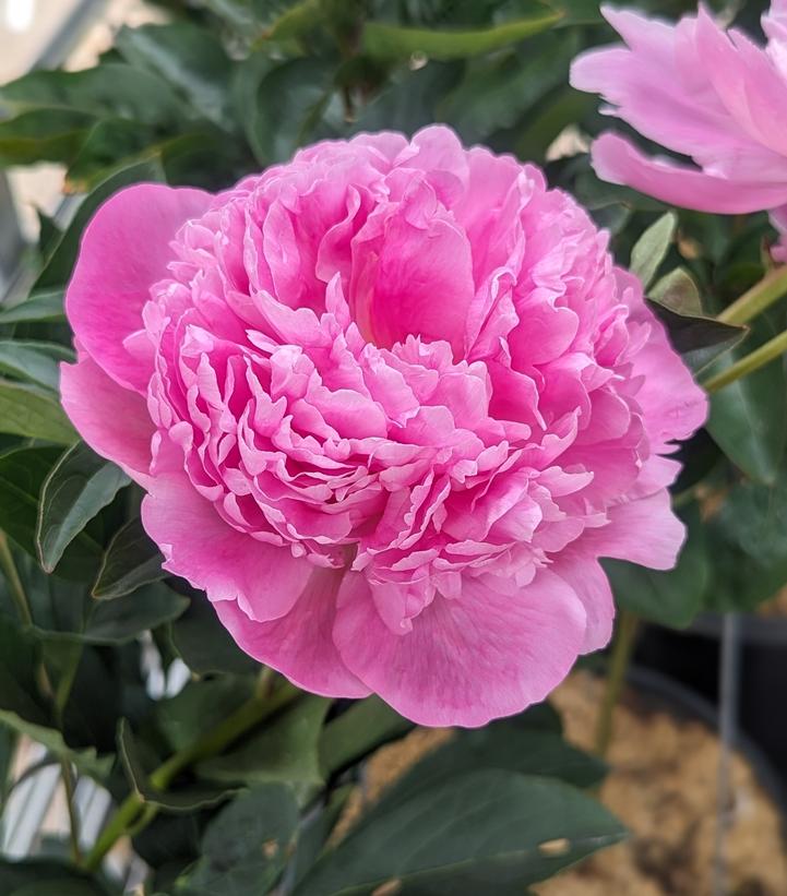 Paeonia lactiflora 'Monsieur Jules Elie'