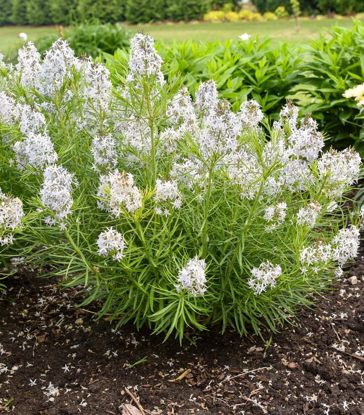 Amsonia x 'String Theory'