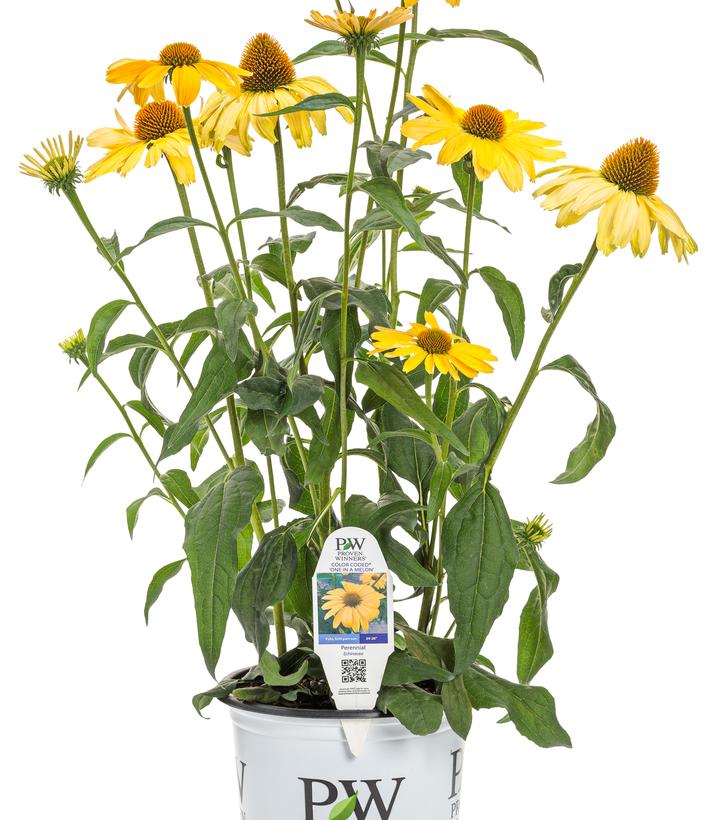 Echinacea x Color Coded® One in a Melon