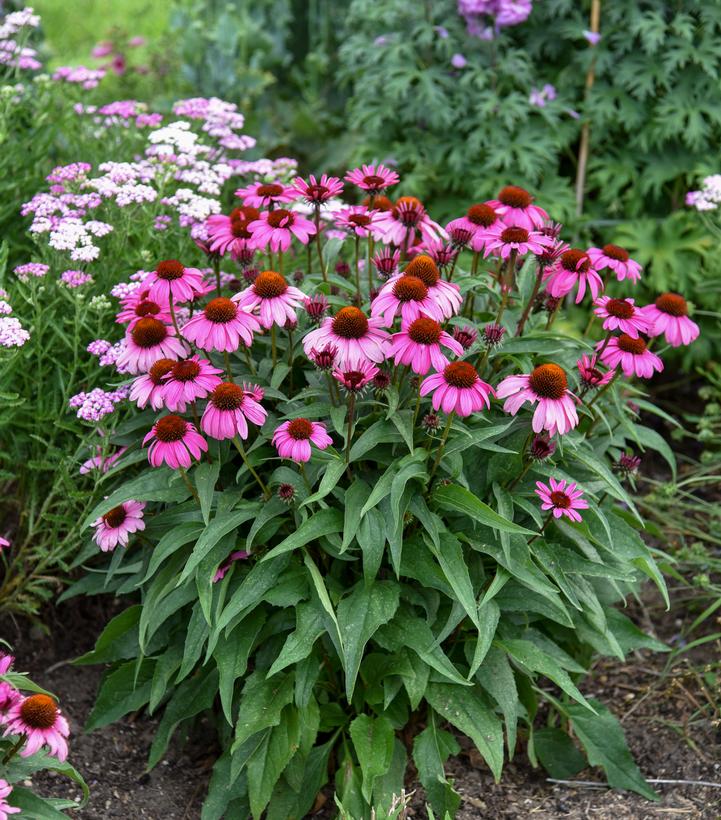 Echinacea x Color Coded® The Fuchsia is Bright