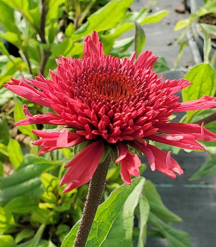 Echinacea x Double Coded™ Double Coded® Raspberry Beret