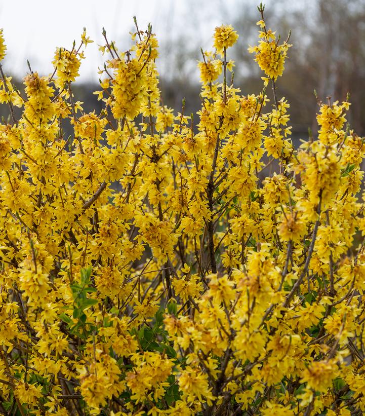 Forsythia x Spring Fling®