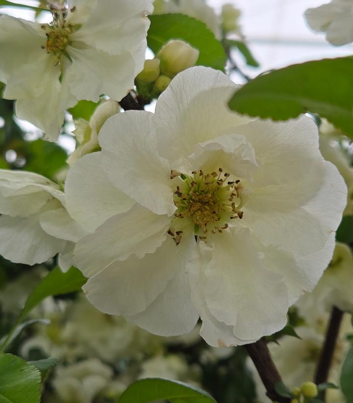 Chaenomeles speciosa Double Take Eternal White®