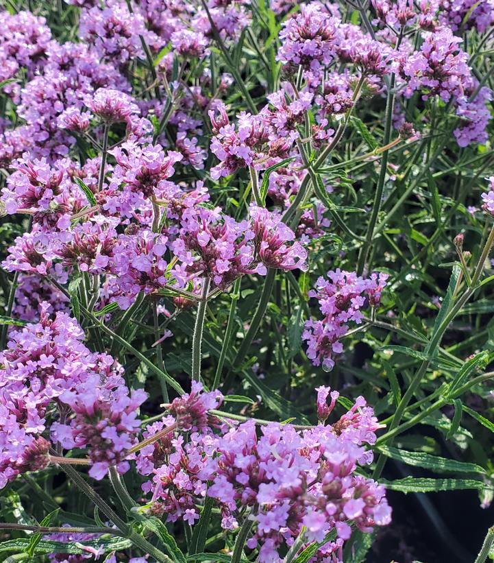 Verbena bonariensis 'Lollipop'