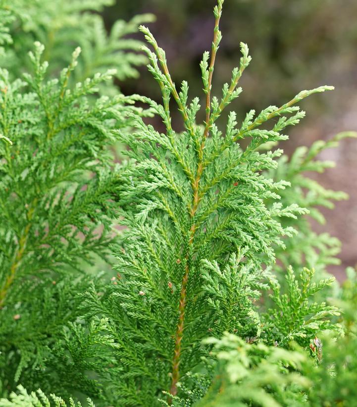 Chamaecyparis pisifera Cedar Rapids®
