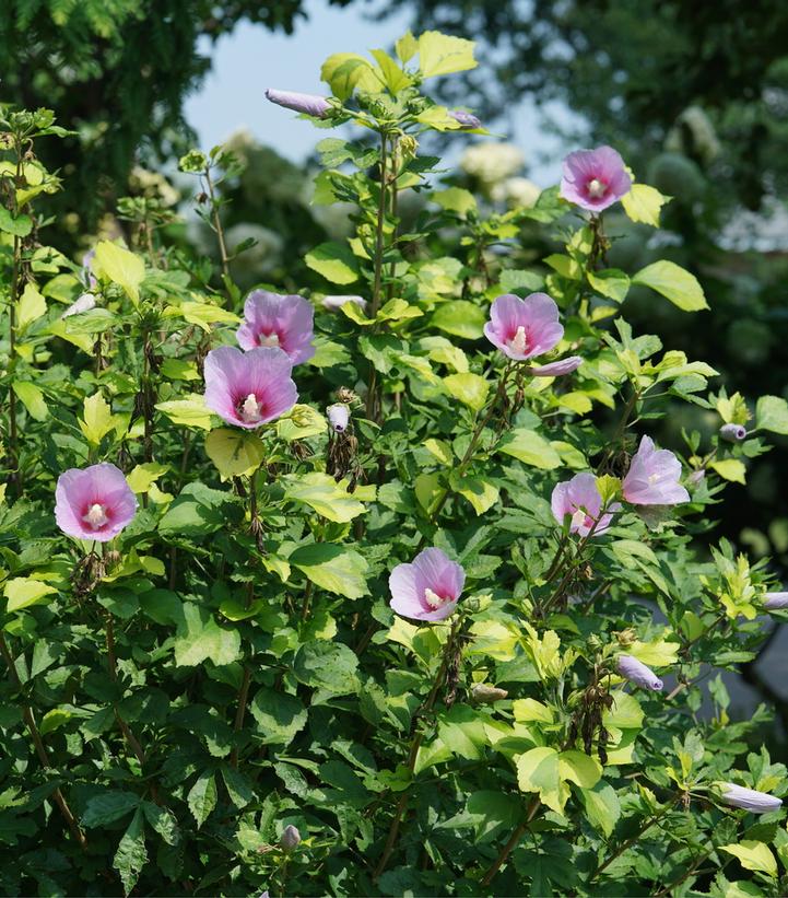 Hibiscus syriacus Paraplu Adorned®