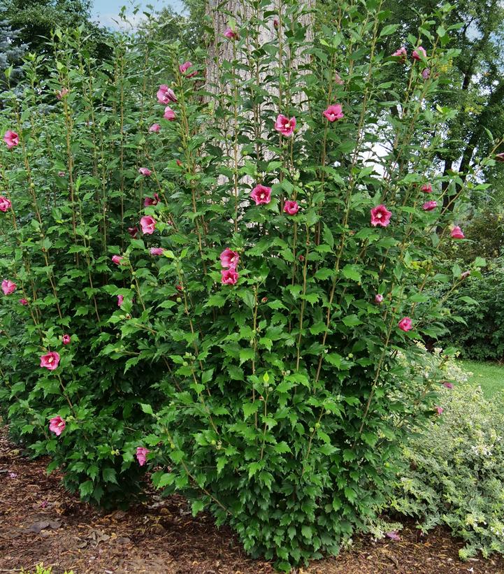Hibiscus syriacus Red Pillar®