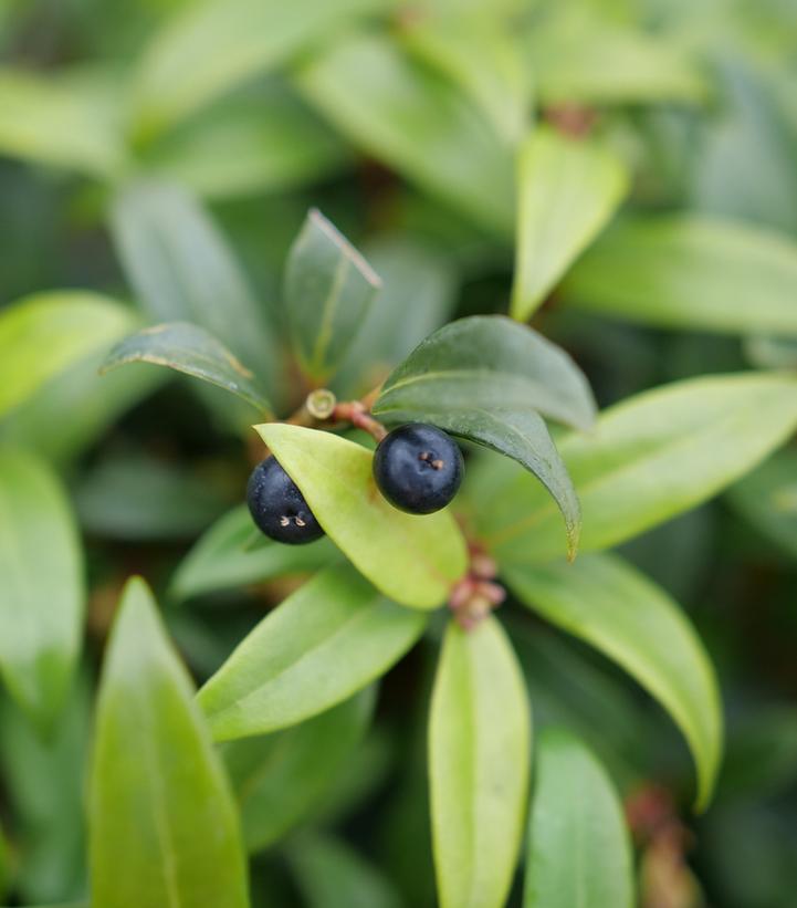 Sarcococca hookeriana Sweet & Lo™