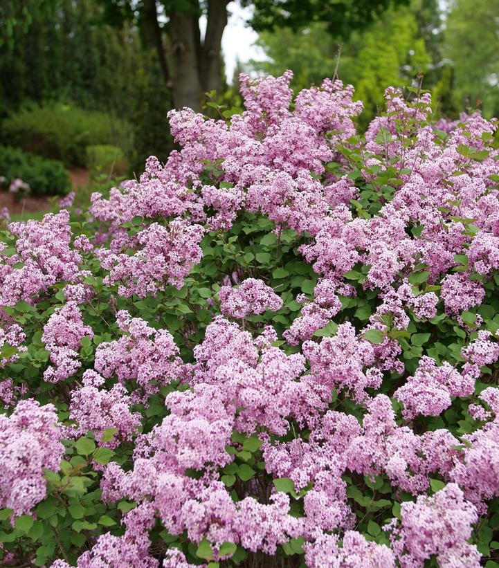 Syringa x Bloomerang® Purpink