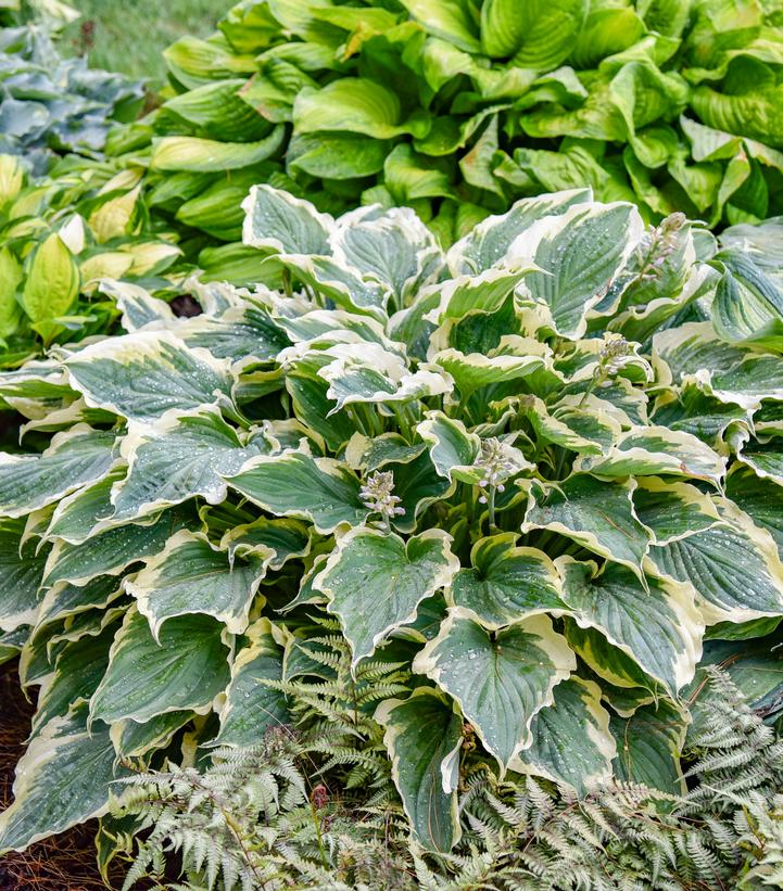 Hosta hybrid Shadowland® 'Hope Springs Eternal'