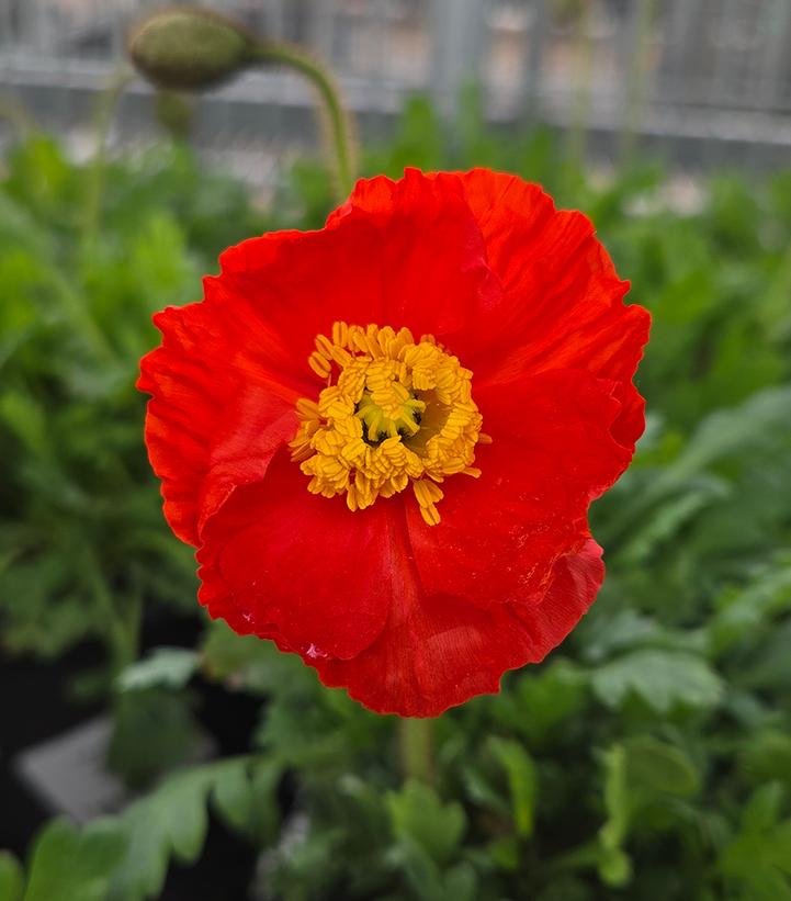 Papaver nudicaule 'Garden Gnome'
