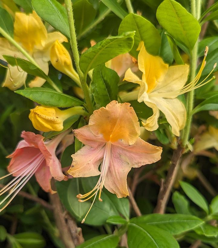 Azalea x 'Garden Rainbow'