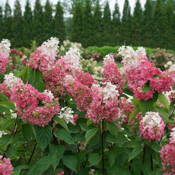 Hydrangea paniculata Pinky Winky Prime™