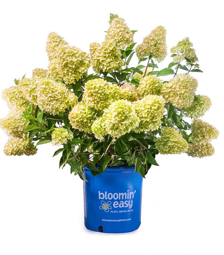 Hydrangea paniculata Dragon Baby™