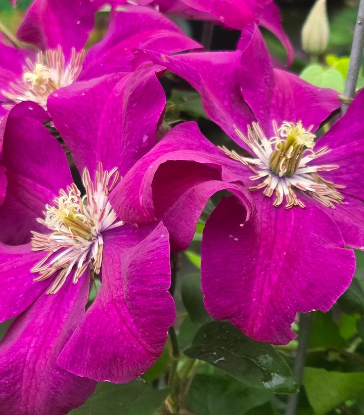 Clematis x 'Rouge Cardinal'