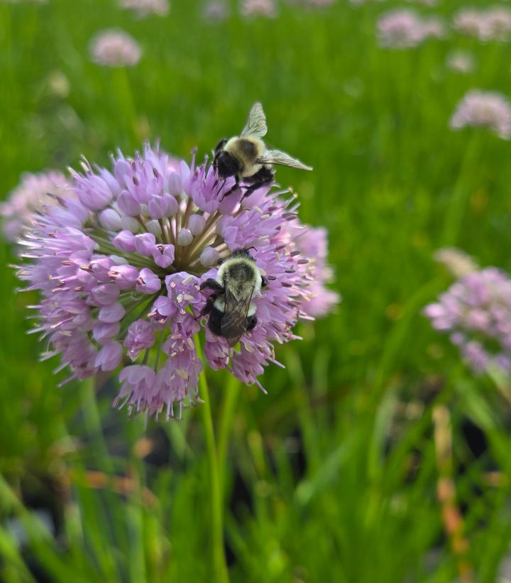Allium lusitanicum 'Summer Beauty'