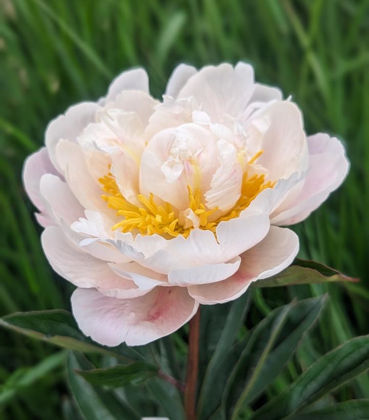 Paeonia lactiflora 'Gardenia'