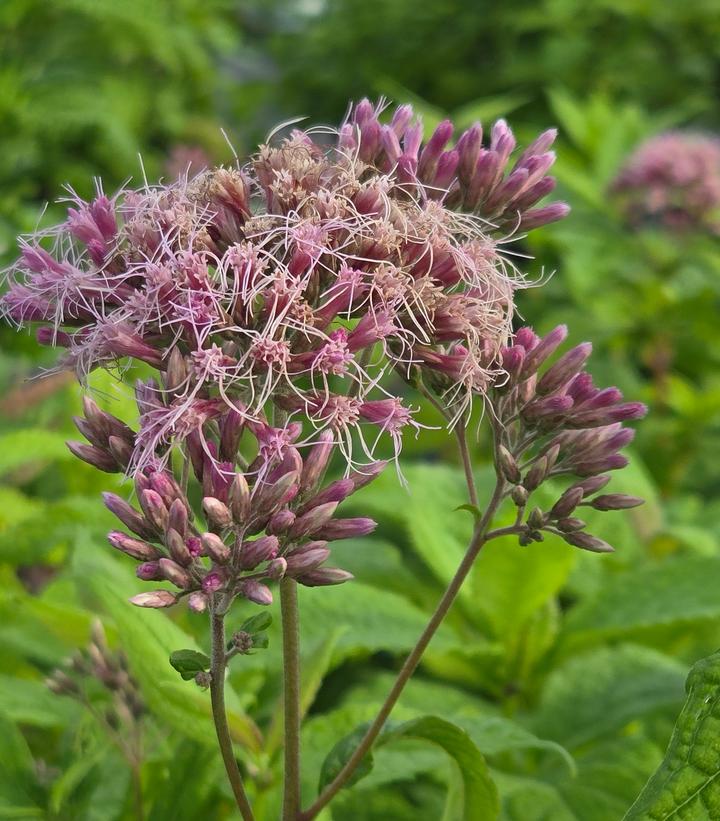 Eupatorium purpureum 