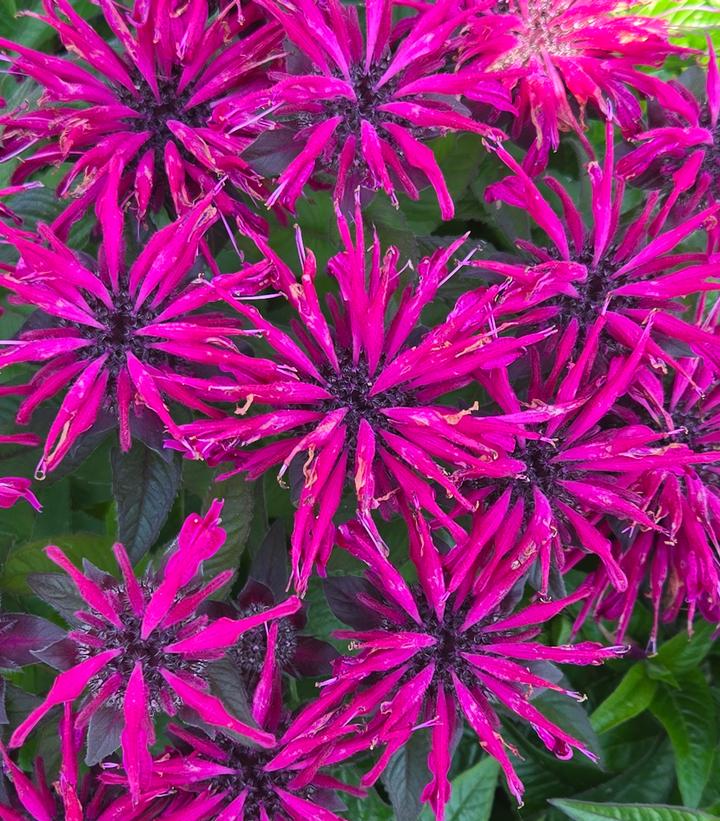 Monarda hybrid 'Leading Lady Pink'