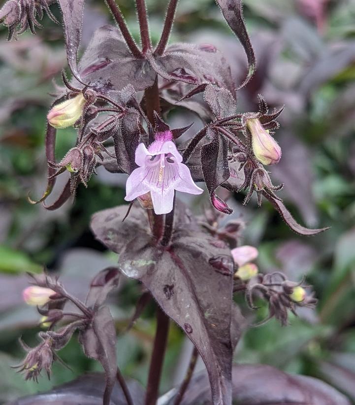Penstemon digitalis Husker Red