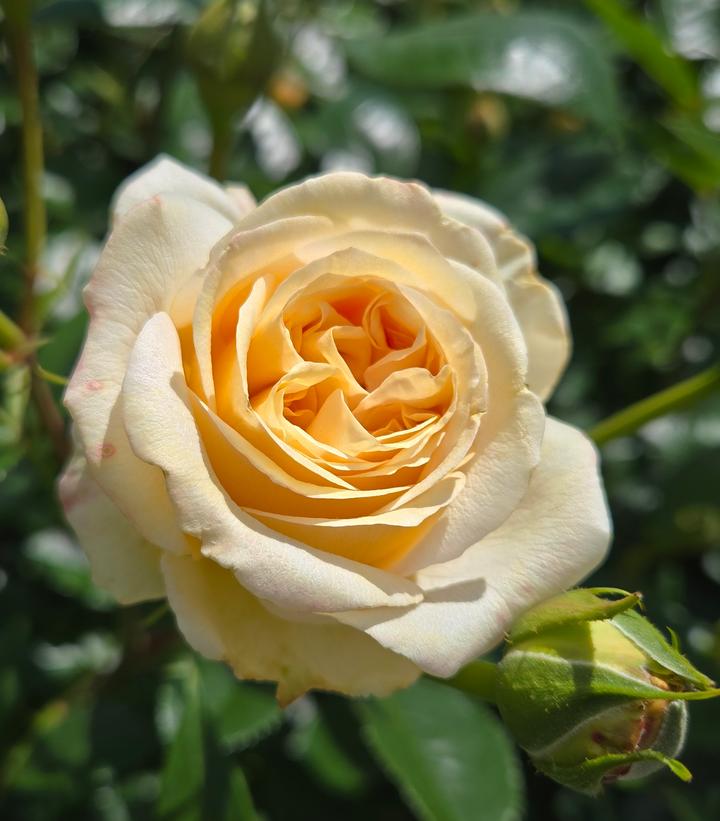 Rosa Showpiece™ Champagne