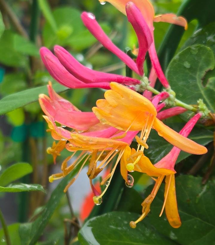 Lonicera x 'Coral Star'